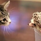 ΒΙΝΤΕΟ: Η συνάντηση ενός σκαντζόχοιρου και μίας γάτας 