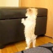 Γιατί οι άνθρωποι αγαπούν τα σκυλιά;