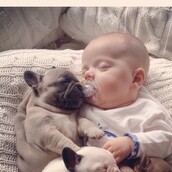 11 απίθανες φωτογραφίες ενός μωρού περιτριγυρισμένου από κουτάβια μπουλντόγκ