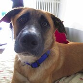 Σκυλάκια που σώθηκαν και ψάχνουν να βρούν το άλλο τους μισό 