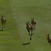 Αδίστακτη συμμορία καγκουρό διακόπτει παγκόσμιο αυστραλιανό Open γκολφ 