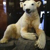 Η επιστροφή του Knut, της αγαπημένης πολικής αρκούδας του Βερολίνου