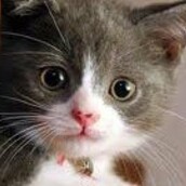 Η επιστήμη των γατιών