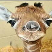 Ένα μωρό καμηλοπάρδαλη προσπαθεί να σταθεί στα πόδια του - Βίντεο