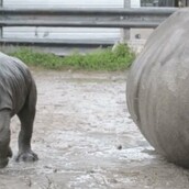 Ένα μωρό ρινόκερος μαθαίνει να περπατάει