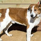 Καμπάνια βοηθείας για τα αδέσποτα ζωάκια