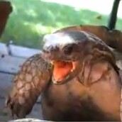 Έχετε ακούσει χελώνες να κάνουν σεξ;