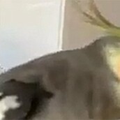 O παπαγάλος dubstep 