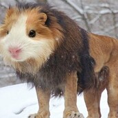 10 παράξενα υβρίδια ζώων 