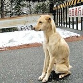 Πιστός σκύλος διασώθηκε ενώ περίμενε μια εβδομάδα το αφεντικό του στο βουνό