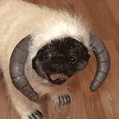 Τα 40 καλύτερα GIFs σκύλων 