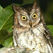 Οι ερευνητές ταυτοποίησαν ένα νέο είδος κουκουβάγιας 