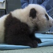 Ένα νεογέννητο Panda κάνει τα πρώτα του βήματα 