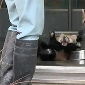 Όταν ένα μωρό κόκκινο πάντα τρομάζει 