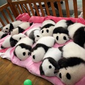 Υπερβολικά χαριτωμένο : 12 μωρά πάντα κοιμούνται σε κούνια