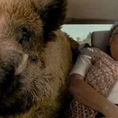 12 αξέχαστα διαφημιστικά σποτ με ζώα