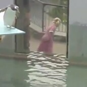 Η αστεία τούμπα ενός πιγκουίνου από το βατήρα 