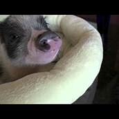 Ένα ποστ - δύο μικροσκοπικά γουρουνάκια