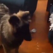 Ενοχικός σκύλος