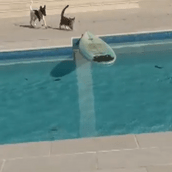 Η γάτα - James Bond