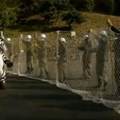 Πραγματοποιήθηκε η ετήσια άσκηση δραπέτευσης ζέβρας σε ιαπωνικό ζωολογικό κήπο 