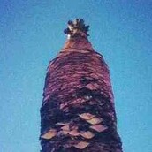 Ένας άρρωστος αθηναικός φοίνικας πετάει καινούρια φύλλα