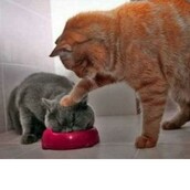 38 φωτογραφίες ζώων, τραβηγμένες την κατάλληλη στιγμή