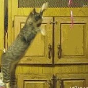 22 Fails με γάτες