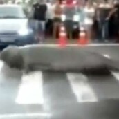 Θαλάσσιος ελέφαντας βγήκε στους δρόμους της Βραζιλίας 