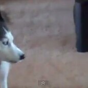 Ένα χάσκι συνομιλεί με ένα μωρό