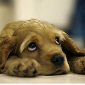 Προτείνω να τα συγχωρησουμε, είναι στη φύση τους!