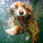 Απίστευτες φωτογραφίες σκυλιών κάτω από το νερό 