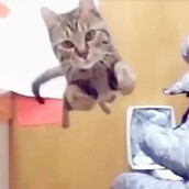 Οι πιο αστείες γάτες του κόσμου - σε ένα βίντεο!