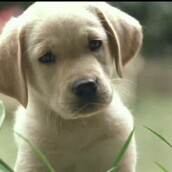 Το κουταβάκι που θα γινόταν σκύλος-οδηγός για τους τυφλούς