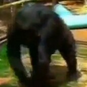 Ένας γορίλας θρηνεί το χαμό της γάτας του 