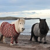 Πόνι Σέτλαντ με μάλλινα πουλόβερ