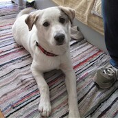 Update: Βρέθηκε προσωρινός κηδεμόνας για τη Νεφέλη