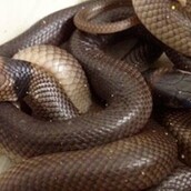 Βρέθηκαν δηλητηριώδη φίδια στο δωμάτιο τρίχρονου αγοριού 