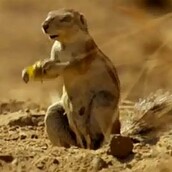 To σκιουράκι που τα «κάνει πάνω του» από τον φόβο 