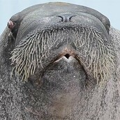 Θαλάσσιος ίππος τραγουδάει επί παραγγελία