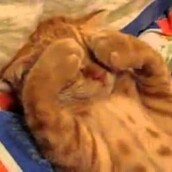 Το γατάκι που δεν θέλει να ξυπνήσει με τίποτα!