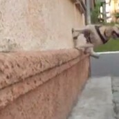 Σκύλος, πρωταθλητής parkour