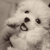 Τέλεια gif από -υπερβολικά γλυκά!- κουτάβια