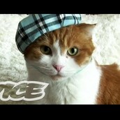 Γάτες με αστεία ρούχα.