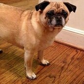 O σκύλος που έφαγε ένα σωληνάριο βαζελίνης