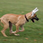 Γιατί κάποιοι άνθρωποι κάνουν πλαστικές επεμβάσεις στα κατοικίδιά τους;