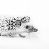 21 απ' τους πιο χαριτωμένους σκαντζόχοιρους του κόσμου