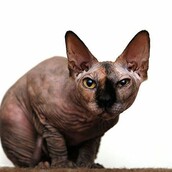 16 γάτες Sphynx