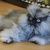 Η πιο φουντωτή γάτα του κόσμου!