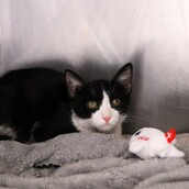 O αδέσποτος γάτος που ταξίδεψε από την Αθήνα στη Ζυρίχη στην ρόδα του αεροπλάνου!